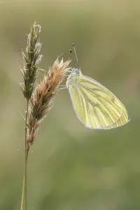 Diurnal Butterfly Habitat Prints: Pieris napi, RapsweiBling
