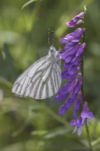 Pterygote Insect Fauna Prints: Pieris napi, RapsweiBling