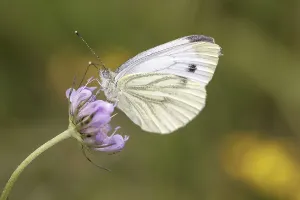 Diurnal Butterfly Habitat Prints: Pieris napi, RapsweiBling