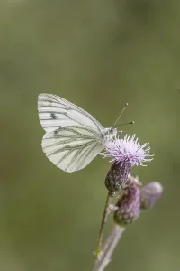 Lepidopteran Insect Photos Prints: Pieris napi, RapsweiBling