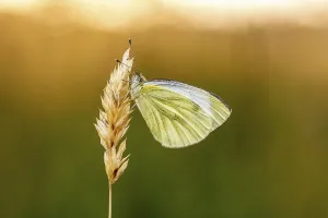 Atmospheric Evening Mood Prints: Pieris napi, RapsweiBling