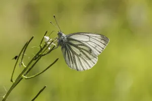 Natural Environment Habitat Prints: Pieris napi, RapsweiBling