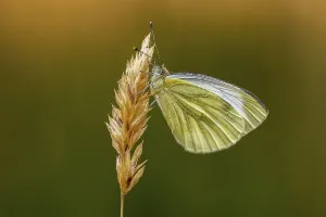 Natural Environment Habitat Prints: Pieris napi, RapsweiBling