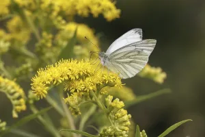 Flying Insects In Nature Prints: Pieris napi, RapsweiBling
