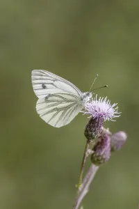 Green Veined White Butterfly Prints: Pieris napi, RapsweiBling