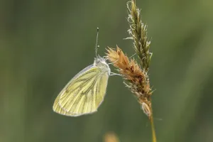 Wildlife Photography Insect Prints: Pieris napi, RapsweiBling