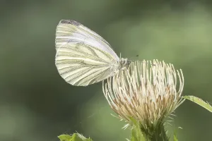Flying Insect Photography Prints: Pieris napi, RapsweiBling