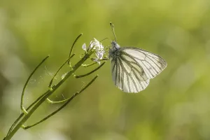 Flying Insect Photography Prints: Pieris napi, RapsweiBling