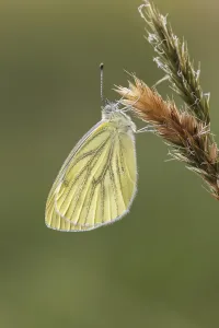 Natural Environment Fauna Prints: Pieris napi, RapsweiBling