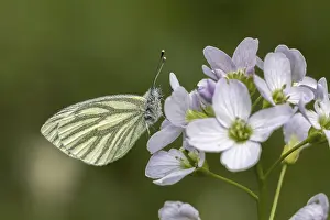 Prints of Pieris napi, RapsweiBling, Grunader-WeiBling, GrunaderweiBling auf Wiesenschaumkraut-Blute - Pieris napi, known as Green-veined white Related Prints: Pieris napi Print - Green-veined White Butterfly on Cardamine pratensis