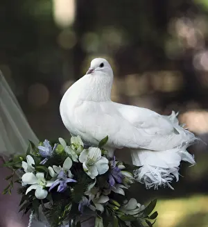 Wildlife Photography Wedding Prints: The pigeon in hands at the bride