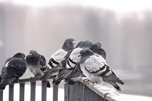 German Federal Republic Bird Life Prints: Pigeons in winter, Germany