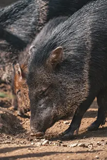 Prints of Pigs sniffing Related Prints: Print of Pigs Sniffing Pigs