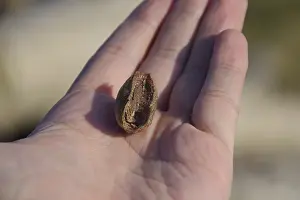 Deserted Habitat Wildlife Images Prints: Pile of mantis in the human hand