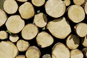 Tree Trunk Profile Prints: Piled up sawed logs, stack of wood