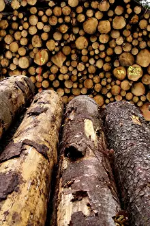 Firewood Storage Prints: Piled up trunks of firs