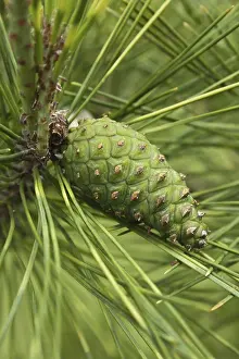 Close Up Pine Cone Prints: Pine cone closeup