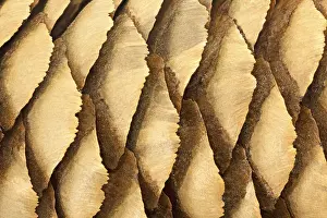 Macro Photography Prints: Pine cone macro as background