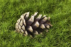 Deserted Daytime Landscapes Prints: Pine cone on moss