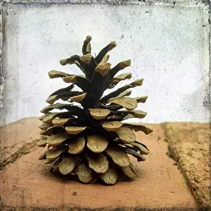Pine Cone Photography Prints: Pine cones