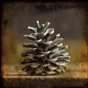 Christmasy Atmosphere Photos Prints: Pine cones