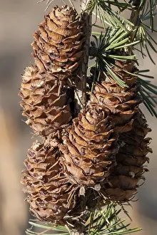 Uninhabited Forest Scene Prints: Pine cones on a branch