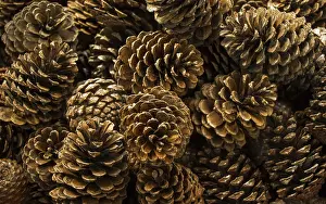Italian Stone Pine Prints: Pine cones of the pine tree in view