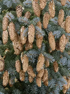 Close Up Tree Details Prints: Pine cones on tree, Austria