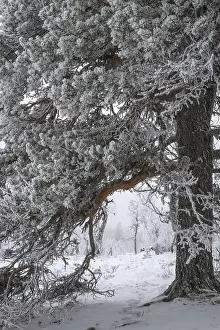 Scandinavian Winter Scenes Prints: Pine-covered pine trees in snow