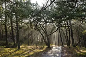 Coniferous Tree Photography Prints: Pine forest