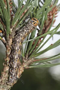 Pine Hawk Moth Prints: Pine Hawk Moth