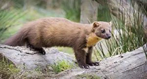 Prints of Pine Marten (Captive) Pine Marten Prints: Pine Marten Captive Print