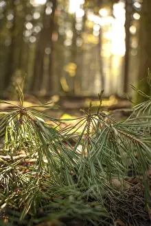 Evening Atmosphere Images Prints: Pine needles in the evening light