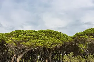 Italian Stone Pine Trees Prints: Pine (Pinus pinea), pine forest