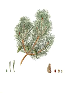 Digitally enhanced reproduction of a botanical print