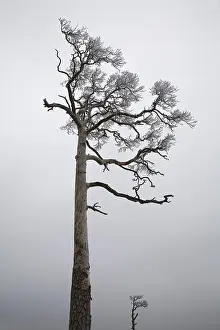 Peaceful Winter Landscape Prints: Pine (Pinus) in winter