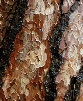 Pine Tree Bark Prints: Pine tree bark