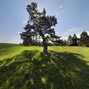 Central Europe Nature Views Prints: Pine Tree (Pinus) with backlight