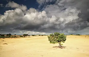 Benelux Countryside Scene Prints: Pine tree on sand over stormy cloudy sky