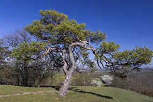 Coniferous Trees Europe Prints: Pine tree on the Totschberg