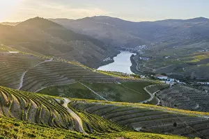 Douro Valley Scenic Views Prints: Pine trees in the foreground frame the Douro River