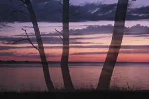 Evening Atmosphere In Europe Prints: Pine trees on the lagoon at sunset