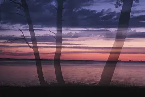 Images Dated 7th July 2024: Pine Trees on Lagoon at Sunset Print, Greifswald, Germany