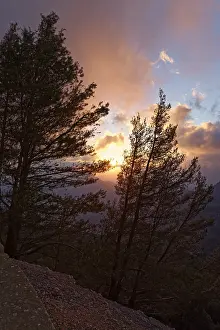 Atmospheric Evening Light Mood Prints: Pine trees (Pinus) in the evening light