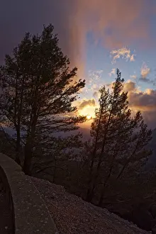 Atmospheric Evening Light Photo Prints: Pine trees (Pinus) in the evening light
