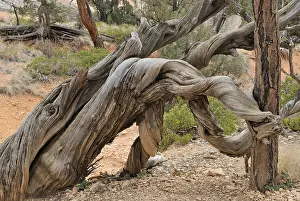 Pine Tree Trunk Prints: Pine trunk (Pinus), twisted, fallen and withered