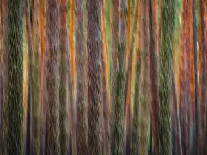 Nossentiner Schwinzer Heide Nature Park Prints: Pine trunks in line and structure