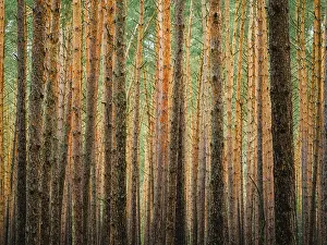 Northern Germany Nature Reserve Prints: Pine trunks in line and structure