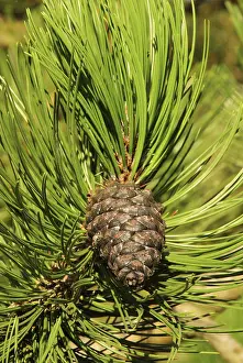 Coniferous Tree Prints: Pine twig