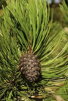Coniferous Tree Prints: Pine twig